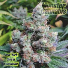 New York Diesel feminised